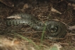 Reptiles Couleuvre à collier (Natrix natrix)