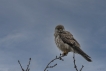 Oiseaux Faucon crécerelle (Falco tinnunculus)