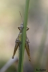 Insectes Criquet (Caelifera sp.)