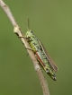 Insectes Criquet ensanglanté (Stethophyma grossum)