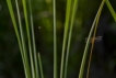 Insectes Crocothémis écarlate (Crocothemis erythraea)