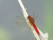 Insectes Crocothémis écarlate (Crocothemis erythraea)