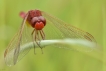 Insectes Crocothémis écarlate (Crocothemis erythraea)