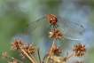 Insectes Crocothémis écarlate (Crocothemis erythraea)