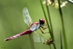 Insectes Crocothémis écarlate (Crocothemis erythraea)