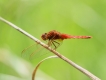 Insectes Crocothémis écarlate (Crocothemis erythraea)