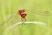 Insectes Crocothémis écarlate (Crocothemis erythraea)