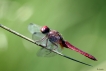 Insectes Crocothémis écarlate (Crocothemis erythraea)