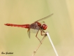 Insectes Crocothémis écarlate (Crocothemis erythraea)