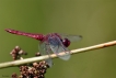 Insectes Crocothémis écarlate (Crocothemis erythraea)