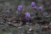 Flore Cyclamen de Naples (Cyclamen Hederifolium) Cyclamen des bois (Cyclamen Hederifolium)