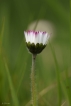 Flore Pâquerette (Bellis perennis)