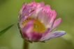 Flore Pâquerette (Bellis perennis)