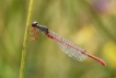 Insectes Agrion délicat (Ceriagrion tenellum)