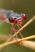 Insectes Agrion délicat (Ceriagrion tenellum)