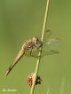 Insectes Libellule déprimée (Libellula depressa)