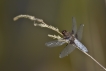 Insectes Libellule déprimée (Libellula depressa)