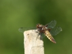 Insectes Libellule déprimée (Libellula depressa)