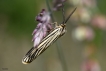 Insectes Ecaille striée (spriris striata)