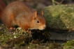 Mammifères Ecureuil roux (Sciurus vulgaris)