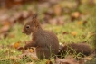 Mammifères Ecureuil roux (Sciurus vulgaris)