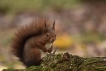 Mammifères Ecureuil roux (Sciurus vulgaris)