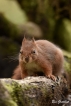 Mammifères Ecureuil roux (Sciurus vulgaris)