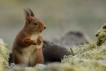 Mammifères Ecureuil roux (Sciurus vulgaris)