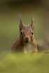 Mammifères Ecureuil roux (Sciurus vulgaris)