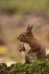 Mammifères Ecureuil roux (Sciurus vulgaris)