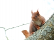 Mammifères Ecureuil roux (Sciurus vulgaris)