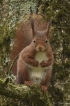 Mammifères Ecureuil roux (Sciurus vulgaris)