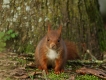 Mammifères Ecureuil roux (Sciurus vulgaris)