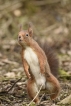 Mammifères Ecureuil roux (Sciurus vulgaris)