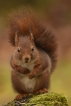 Mammifères Ecureuil roux (Sciurus vulgaris)