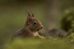 Mammifères Ecureuil roux (Sciurus vulgaris)