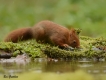 Mammifères Ecureuil roux (Sciurus vulgaris)