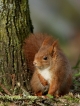 Mammifères Ecureuil roux (Sciurus vulgaris)