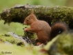 Mammifères Ecureuil roux (Sciurus vulgaris)