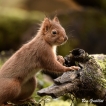 Mammifères Ecureuil roux (Sciurus vulgaris)