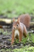 Mammifères Ecureuil roux (Sciurus vulgaris)