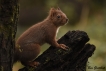 Mammifères Ecureuil roux (Sciurus vulgaris)