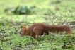 Mammifères Ecureuil roux (Sciurus vulgaris)