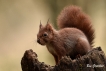 Mammifères Ecureuil roux (Sciurus vulgaris)