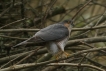 Oiseaux Épervier d\'Europe (Accipiter nisus)