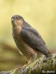 Oiseaux Épervier d\'Europe (Accipiter nisus)