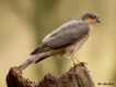 Oiseaux Épervier d\'Europe (Accipiter nisus)