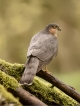 Oiseaux Épervier d\'Europe (Accipiter nisus)