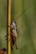 Insectes Decticelle bariolée (Roeseliana roeselii)