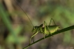 Insectes Ephippigère carénée (Uromenus rugosicollis)